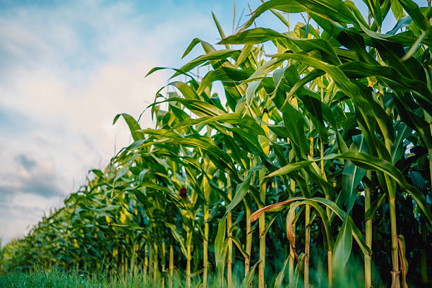 A low perspective shot of tall corn plants reaching up towards the cloudy sky. Symbol of growth, nature, and agricultural productivity.
