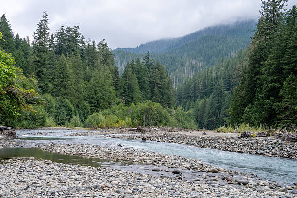 Peaceful natural creek flowing gently through a forest with lush green trees. A serene landscape capturing the tranquility of unspoiled wilderness, highlighting the beauty of water, woods, and nature in harmony.