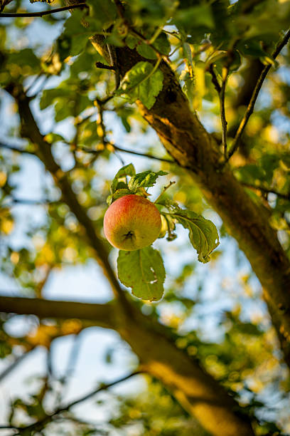 A ripe red-green apple hanging from a tree branch in natural sunlight, symbolizing organic farming, fresh fruit, and healthy food.