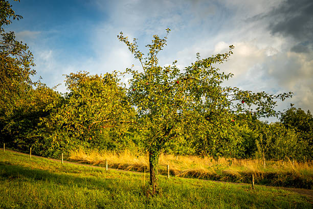 Full view of an apple tree with ripening fruit, photographed under dramatic summer light. Captures rural countryside farming atmosphere.