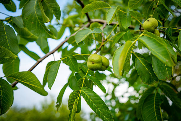 Several walnuts developing on a tree branch, surrounded by fresh green leaves in natural daylight. Symbolizes nut orchards and healthy farming.