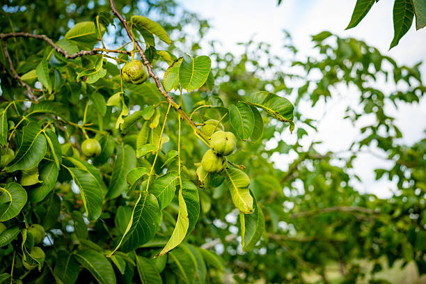 Several green walnuts growing among leaves, photographed in a countryside orchard. Represents natural food and farming traditions.