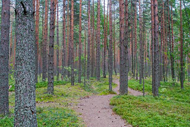 istock A serene forest path winds through tall pine trees, with lush green undergrowth 2231795044