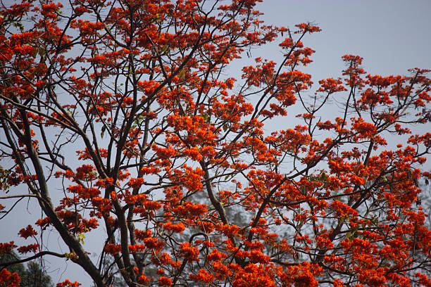 A vibrant tree full of bright red-orange blossoms, known as the Flame of the Forest (Butea monosperma). The vivid flowers contrast beautifully against the clear sky, symbolizing the beauty of tropical nature and seasonal bloom. Perfect for themes about botany, tropical flora, spring, and natural landscapes.