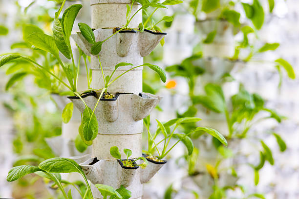 istock Hydroponic Vertical Garden with Green Plants Growing in White Pipes 2231796380