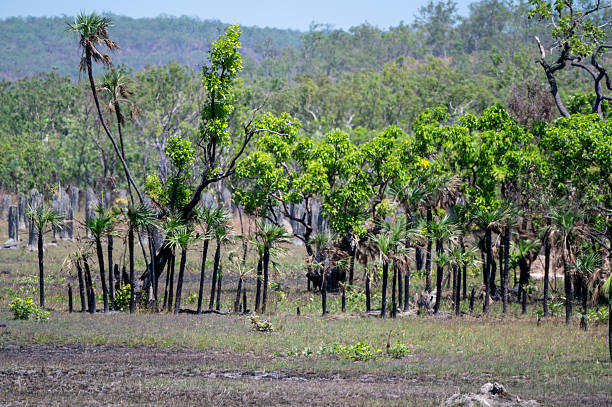 istock Trees in the arid Northern Territory landscape 2231797543