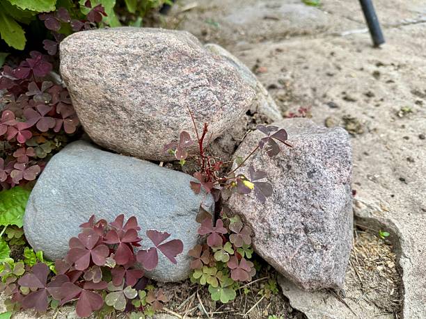 istock Stones with clover plants in garden 2231797663