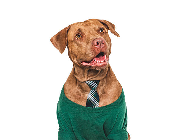 istock Cute dog, sweater and red tie. Studio shot 2231797747