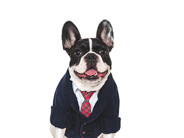 istock Cute puppy, white shirt and red tie. Studio shot 2231797816