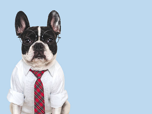 istock Cute puppy, white shirt and red tie. Studio shot 2231797833