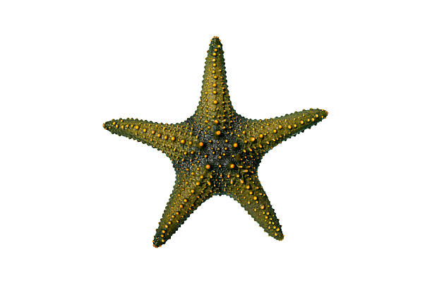 istock Starfish,Isolated,White,Water.,The,Starfish,Is,Large,With,Multiple 2231797846