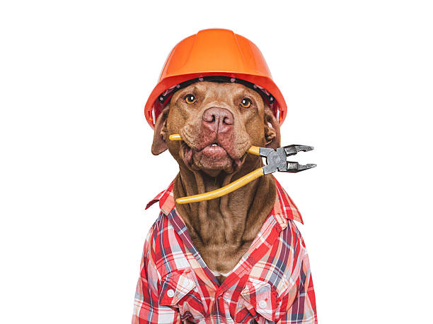 istock Cute dog, orange hard hat and pliers. Studio shot 2231797920