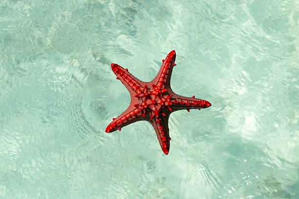 beautiful seascape with starfishes on a shore and ocean with boat on the background