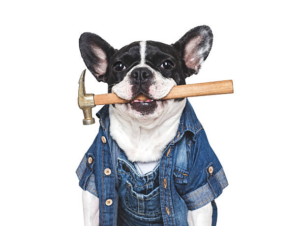 istock Cute puppy, denim shirt and hammer. Studio shot 2231797975