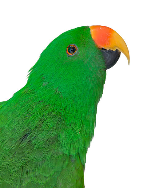 istock Green,Parrot,Isolated,On,White 2231798015