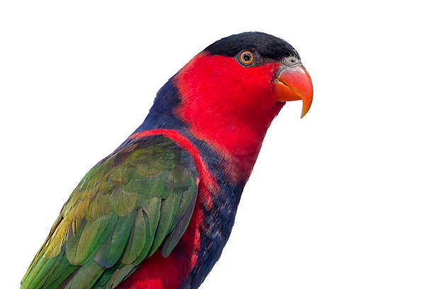 istock Red,,Yellow,,Cyan,,Blue,Green,Parrot,Isolated,On,White 2231798058