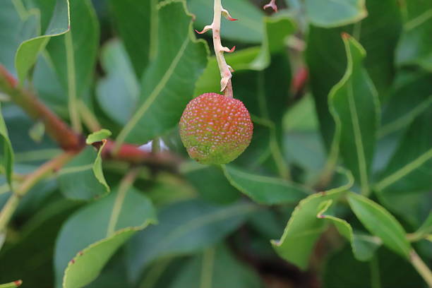 Bright red fruit of the strawberry tree hanging on a branch. Close-up view showing texture and vibrant natural color.