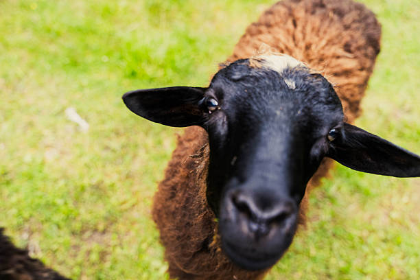 Close-up of a curious sheep with black head and brown fleece standing in a green field