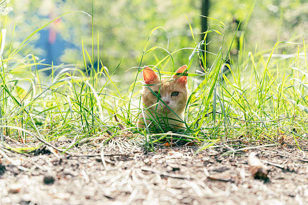 Cute ginger cat hiding in the grass in a park or garden on a sunny summer day