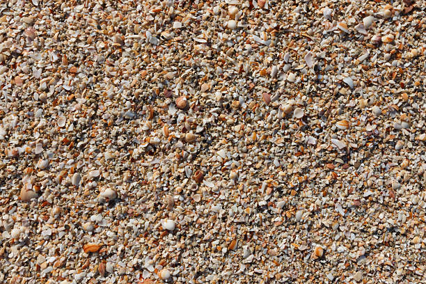 istock Tiny Shells and pebbles on the shore. The shells look like a flat homogeneous surface blanket 2231802098