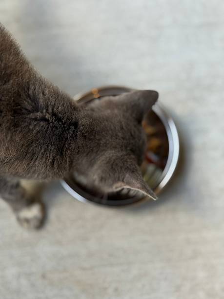 istock A little kitten eats out of a dish 2231802906