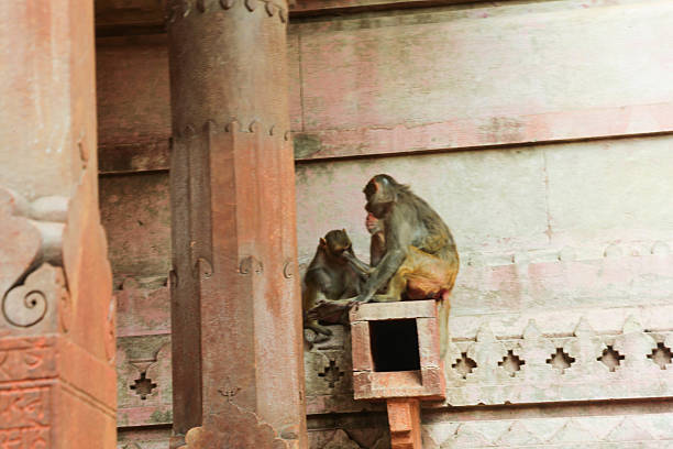 ancient Indian temple arches fragment,The sacred building carved from stone, Ancient rock curved temples of Hindu Gods at vrindavan