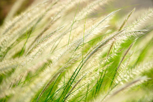 istock Gentle Breeze Through Soft Grass Blades in Natural Landscape Scene 2231804039