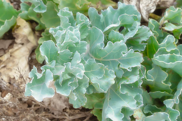 Close-up of wild sea kale (Crambe maritima) with its distinctive blue-green, crinkled leaves growing naturally on the shingle beach at Dungeness, England. This coastal plant thrives in harsh conditions and is associated with resilience, wild food foraging, and unique seaside ecosystems. Ideal for themes of nature, botany, foraging, coastal plants, and environmental conservation.