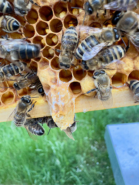 istock Honeybees on a honeycomb with visible queen cell 2231804642