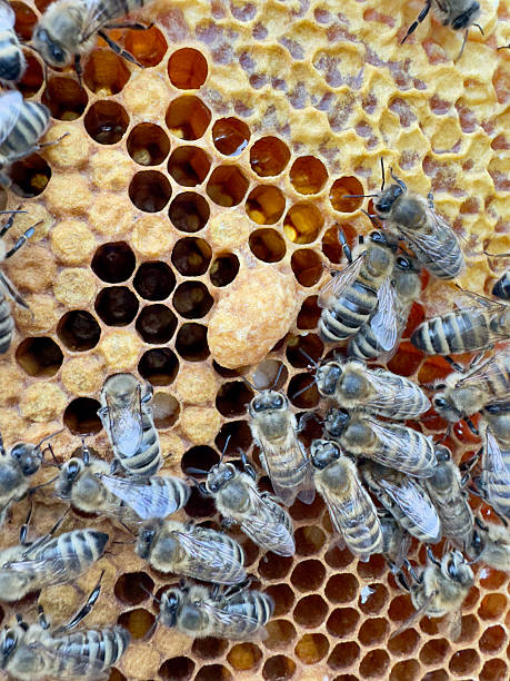 istock Honeybees on a honeycomb with visible queen cell 2231804646