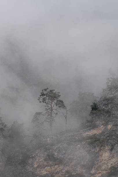 Coniferous trees and rocks emerging from the thick fog covering the mountainside, creating a mysterious and evocative atmosphere