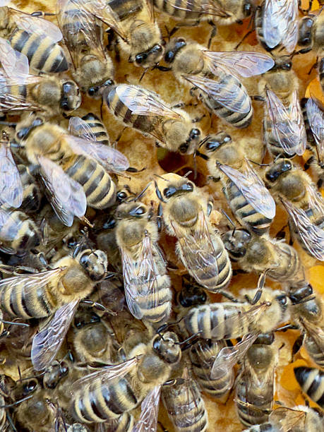 istock Honeybees on a honeycomb with visible queen cell 2231804726
