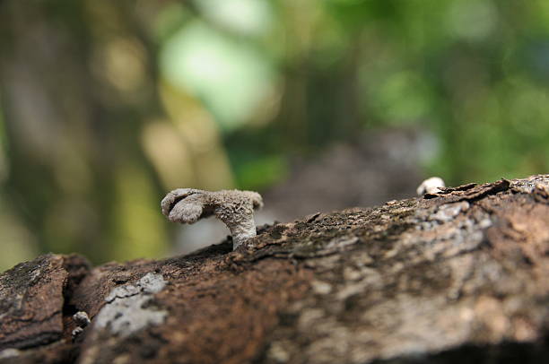 Close-up of Schizophyllaceae fungus