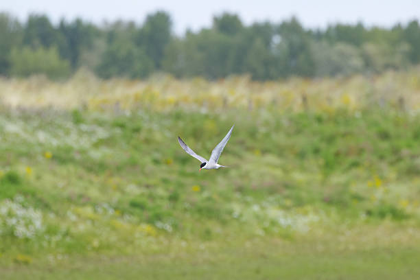 istock Sterna hirundo, Common tern in flight with wings spread, common tern with wings spread and gray sky, flying common tern with gray clouds in the background 2231805975