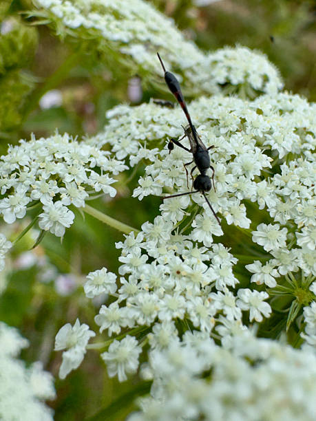 istock Slender ichneumon wasp on delicate white umbel flowers 2231806152