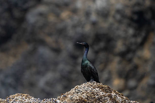 Seabird colonies nesting on rugged coastal rocks along the Pacific Northwest shoreline. The scene highlights the dynamic wildlife of the region, with numerous birds perched and flying above the ocean waves, capturing the essence of nature and marine ecosystems.