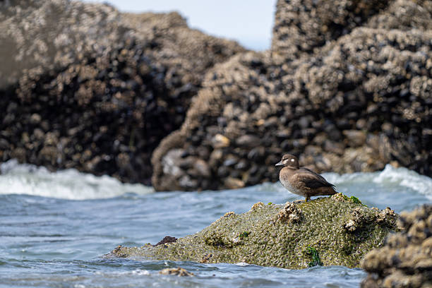Seabird colonies nesting on rugged coastal rocks along the Pacific Northwest shoreline. The scene highlights the dynamic wildlife of the region, with numerous birds perched and flying above the ocean waves, capturing the essence of nature and marine ecosystems.