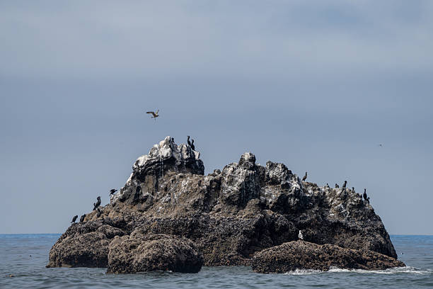 Seabird colonies nesting on rugged coastal rocks along the Pacific Northwest shoreline. The scene highlights the dynamic wildlife of the region, with numerous birds perched and flying above the ocean waves, capturing the essence of nature and marine ecosystems.