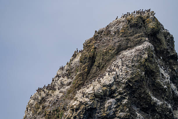 Seabird colonies nesting on rugged coastal rocks along the Pacific Northwest shoreline. The scene highlights the dynamic wildlife of the region, with numerous birds perched and flying above the ocean waves, capturing the essence of nature and marine ecosystems.