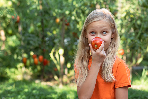 istock Tomato Harvest For Kids 2231808084