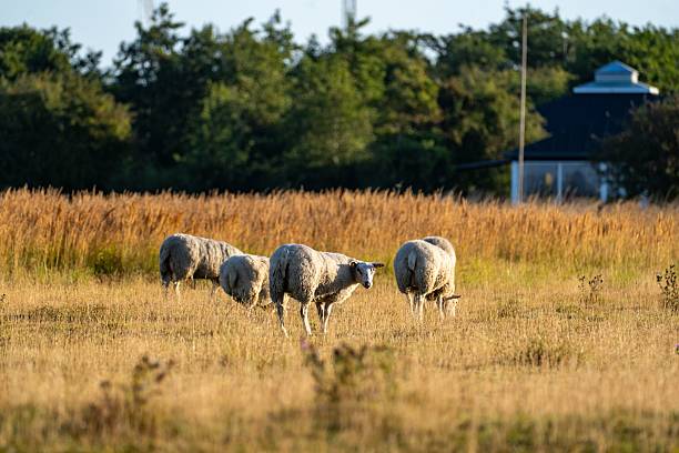 istock Ovis Aries Grazing in a Sunlit Meadow 2231808901