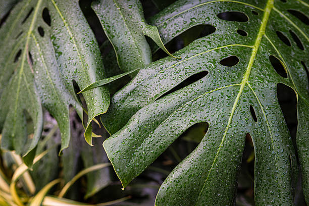 istock Giant monstera green leaf texture indoor plant 2231809567