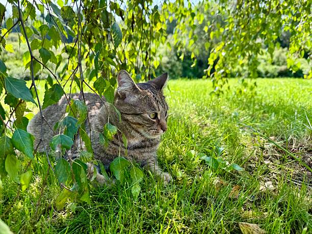 domestic cat rests comfortably in the green grass under the gentle shade of birch tree branches