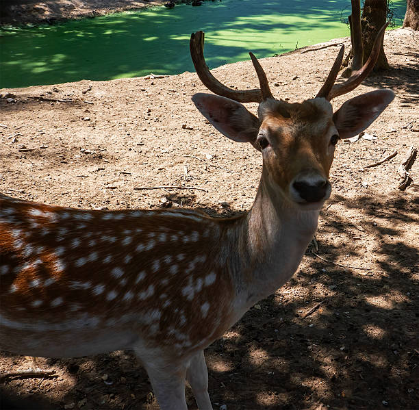 A young fallow deer (Dama dama) with spotted fur and growing antlers standing on the ground near a green pond in daylight.