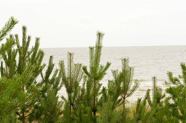 Pine branches of Pinus species are in the foreground near the shoreline of the Baltic Sea. The sea appears calm under overcast skies, typical of cloudy weather. The pines are green and verdant, contrasting against the muted tones of the sky and water. The scene conveys a natural coastal landscape, offering a glimpse of the region's vegetation and marine environment.