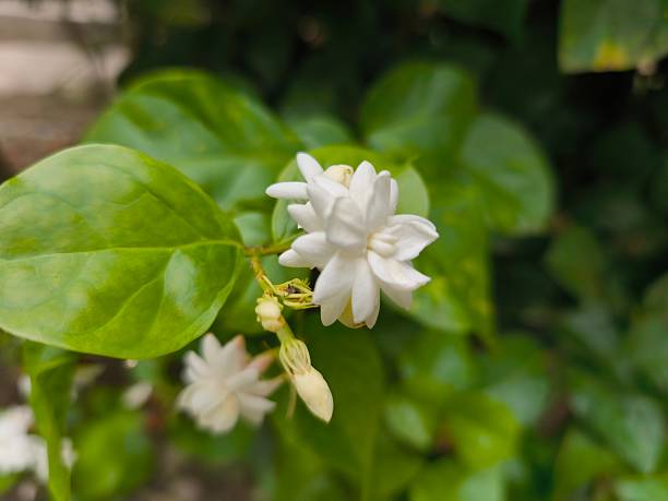 istock Fragrant White Jasmine Flowers Blooming Amidst Green Leaves 2231813447