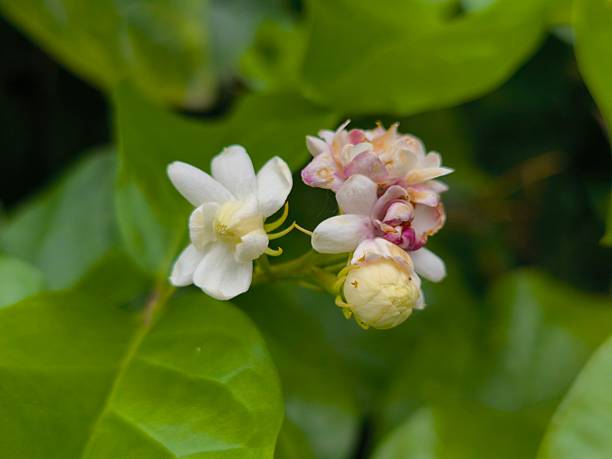 istock Delicate Jasmine Flowers Blooming on a Bush with Green Foliage 2231813472