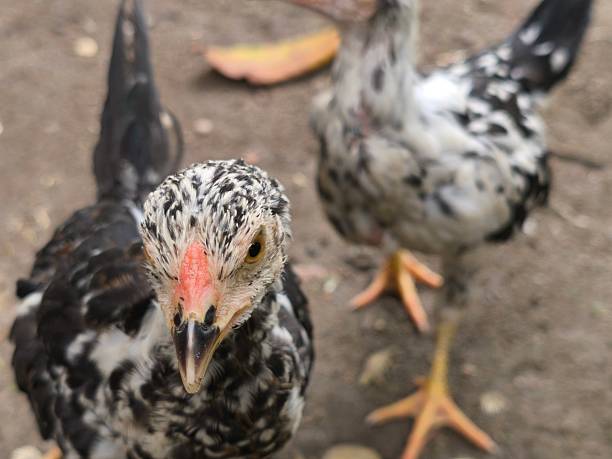 istock Young Mottled Chicken Looking at Camera with Blurred Friend in Background 2231814002
