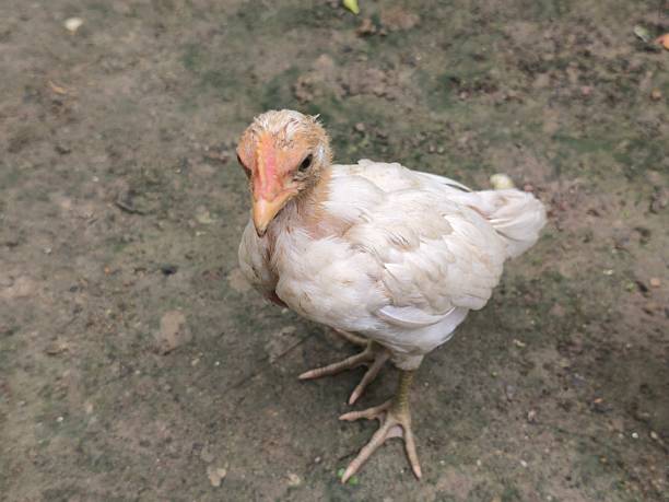 istock Curious White Chick Stands on Dirt Ground, Looking Directly at the Camera 2231814089
