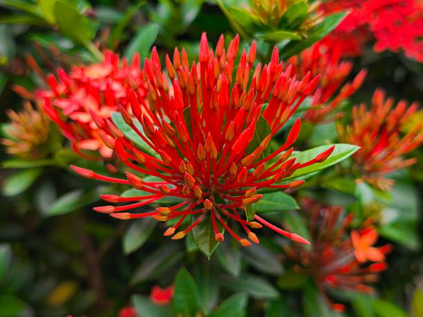 istock Vibrant Red Ixora Flower Buds Clustered Against Green Foliage 2231814099